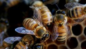 Las abejas expuestas a múltiples productos químicos usados en la agricultura enfrentan riesgos mucho mayores de lo que se pensaba. Foto: GETTY IMAGES