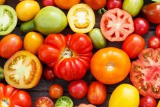 Existen una gran variedad de tomates, algunos más insípidos que otros Foto: Shutterstock