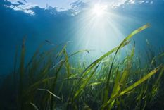 Pese a que a las selvas tropicales se les considera el pulmón de la Tierra, son los océanos los que proporcionan entre el 50% y el 80% del oxígeno que respiramos. Foto: GETTY IMAGES