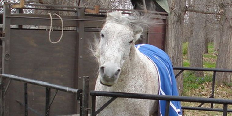 El ganador demostrando su brío.