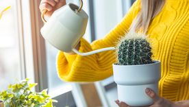 La apariencia de los cactus puede ser clave para identificar que se están secando; esto es todo lo que tenés que saber Foto: Shuterstock