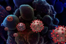 sudafrica afirma que la cepa local del coronavirus no es mas peligrosa que la hallada en reino unido