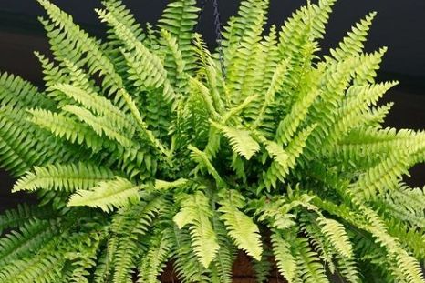 Una planta ideal para hogares con niños. Fuente: Freepik. Una planta ideal para hogares con niños. Fuente: Freepik.