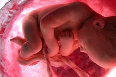 en mendoza ya se hacen tratamientos con celulas madre