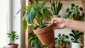 Un truco que pocos conocen. Fuente: IA Gemini. Un truco que pocos conocen. Fuente: IA Gemini.