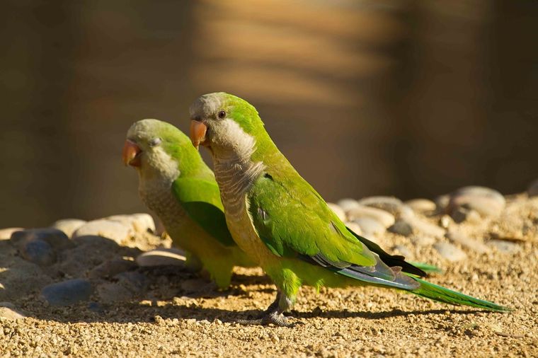 Las cotorras buscan lugares tranquilos, con sombra y sin químicos, para alimentarse y descansar. Foto: Archivo Las cotorras buscan lugares tranquilos, con sombra y sin químicos, para alimentarse y descansar. Foto: Archivo
