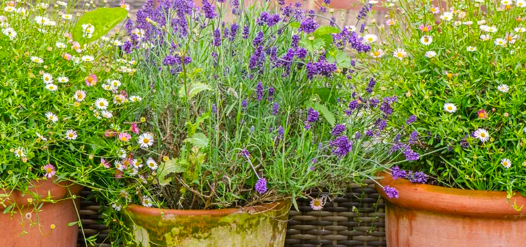 Las plantas aromáticas ayudan a mantener alejados a los insectos. Foto: Jacky Parker - homesandgardens Las plantas aromáticas ayudan a mantener alejados a los insectos. Foto: Jacky Parker - homesandgardens