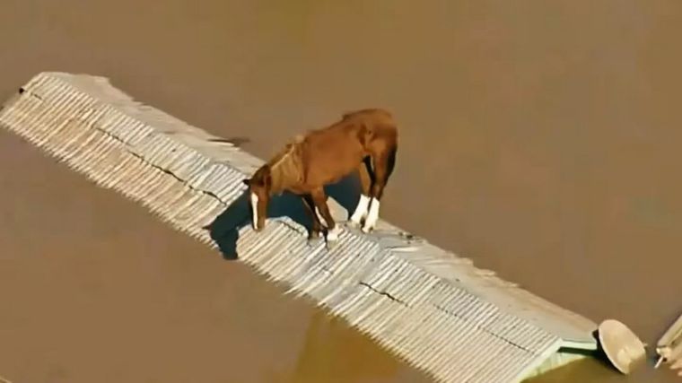 A través de una cuenta de Instagram, los veterinarios informan sobre la evolución del caballo Foto: Captura de video