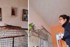 Un loro con tonada cordobesa se hizo viral en TikTok. Foto: Captura del video de TikTok