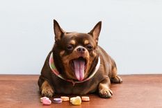 Estos perros tienen todo el día sueño y deseos de dormir Foto: SHUTERSTOCK