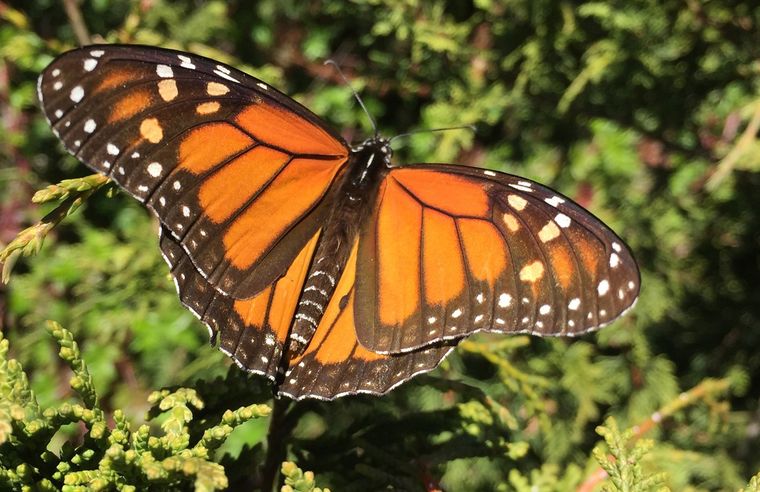 Para el Feng Shui, la mariposa tiene un profundo significado espiritual. Foto: Shutterstock