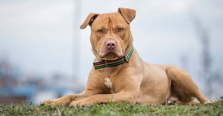 El ataque fue de perros de raza bull terrier (imagen ilustrativa) Foto: happets.com