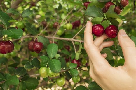 El árbol con frutos parecidos a la cereza. El árbol con frutos parecidos a la cereza.