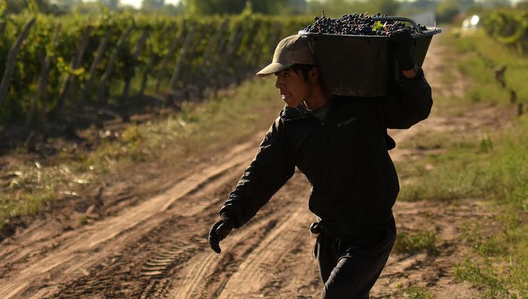 La vitivinicultura celebra, por el momento, la flexibilización de la burocracia, pero hay que ver si tiene el efecto buscado en la actividad. Foto: Walter Moreno/Mdz