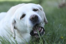 Estos son los motivos que llevan a los perros a comer pasto. Foto: Shutterstock