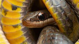Las culebras pantaneras reales pueden sobrevivir a las toxinas de ranas venenosas.