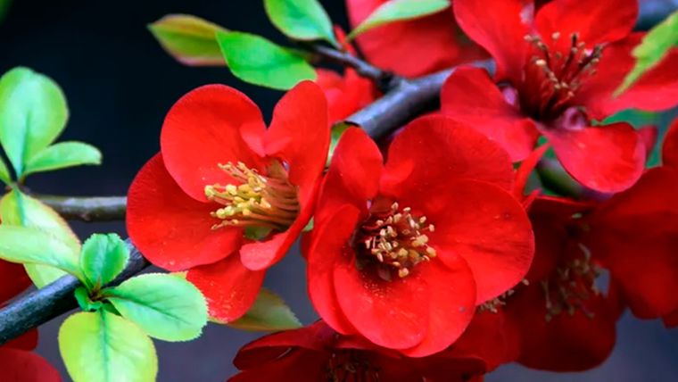 Membrillo en flor. Foto: Blickwinkel