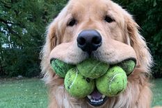 Acá te contamos or qué es peligroso que un perro juegue con pelotas de tenis Foto: Shutterstock