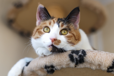 Los gatos también sienten estrés cuando se quedan solos: preparar el ambiente es clave para su bienestar.&nbsp;Foto: Shutterstock