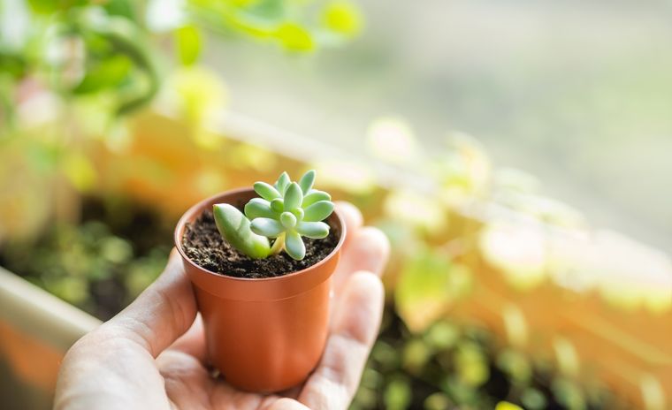 JARDÍN LAS SUCULENTAS SON UNA DE LAS PLANTAS MÁS ELEGIDAS EN LOS JARDINES. Foto: SHUTERSTOCK