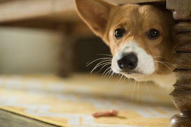 MDZol | MASCOTAS Los perros suelen sentir miedo ante situaciones aparentemente peligrosas, como una respuesta por instinto de supervivencia Foto: SHUTTERSTOCK