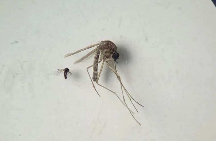 El virus Oropouche preocupa en Brasil Foto: OPS