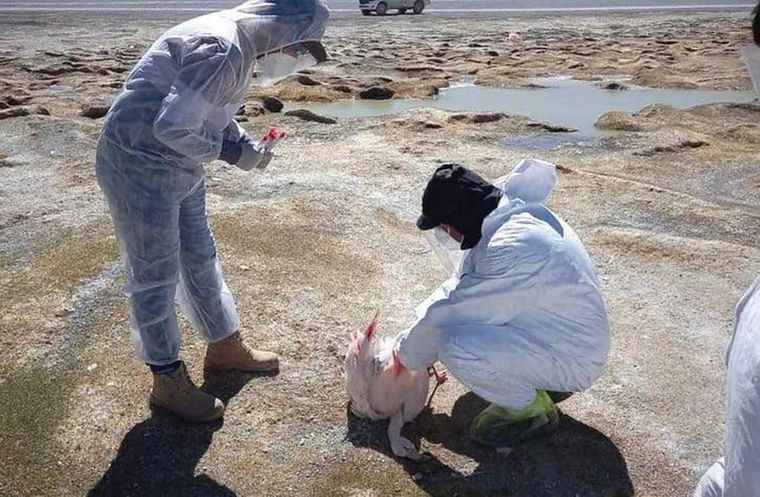 La detección de Gripe Aviar en flamencos en Antofagasta de la Sierra activó un protocolo epidemiológico Foto: Twitter @CatamarcaGob