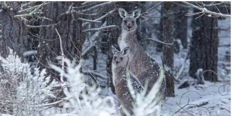 El video se hizo viral en las redes sociales.