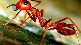 Cuando las hormigas invaden espacios personales la cosa se vuelve incómoda. Imagen de archivo.