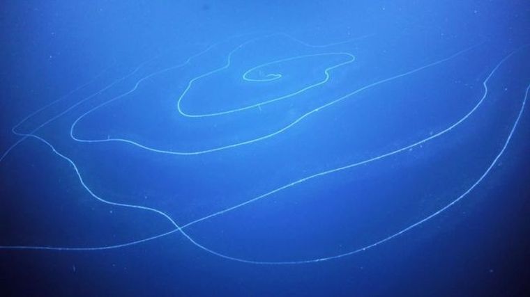 Los sifonóforos apenas alcanzan el grosor de un palo de escoba.