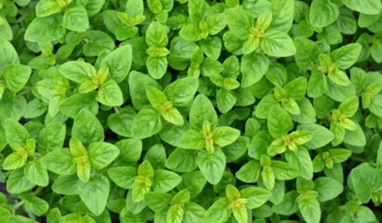 ¿Cuál es la planta que ayuda a aliviar el dolor menstrual?