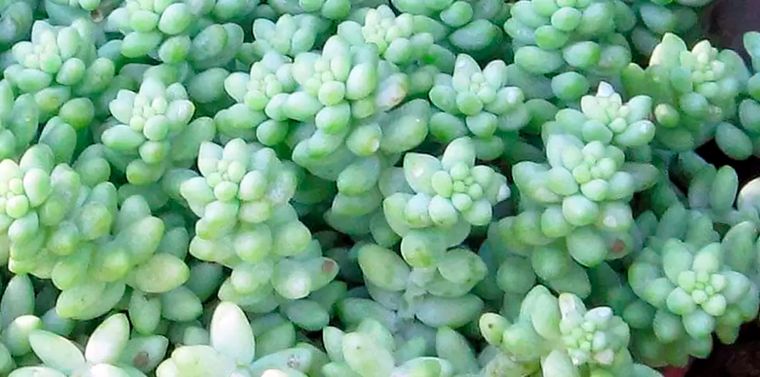 Suculenta. Foto: generacionverde.com