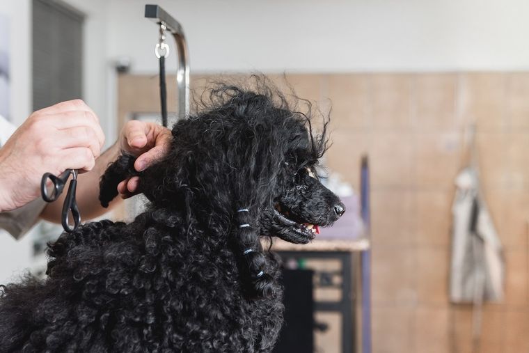 CÓMO CORTAR EL PELO DE LOS PERROS Foto: SHUTTERSTOCK