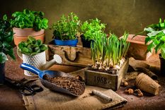 HUERTO URBANO Foto: SHUTERSTOCK