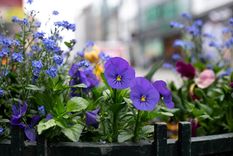 El regalo para el 9 de octubre: flores violetas Foto: Foto: Freepik