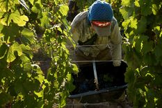 Un cosechador durante la exigente jornada. Foto: Walter Moreno/Mdz