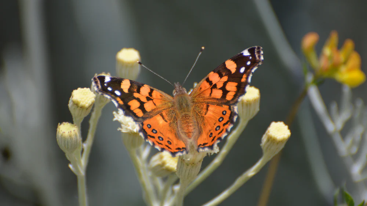 Nadie imaginaba que esta mariposa podía viajar tanto: el hallazgo que sorprendió a la ciencia