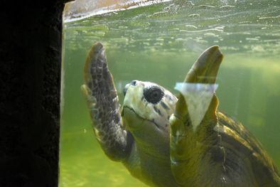 MDZol | El Tortugo Jorge abandonó la provincia este miércoles rumbo a la Ciudad de Mar del Plata. Foto: Maximiliano Ríos / MDZ