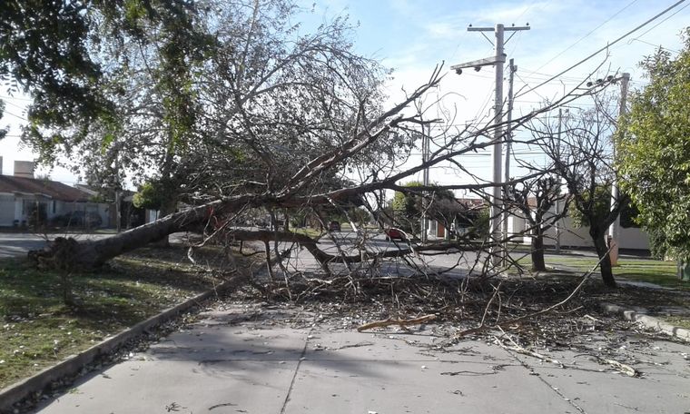 El Zonda en Salta provocó caída de árboles, postes de luz, voladuras de techos e incendios