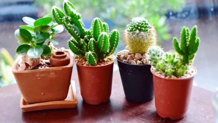 Este abono líquido se realiza con dos ingredientes sumamente fáciles de conseguir Foto: Shutterstock