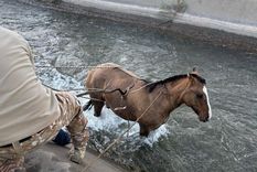En el rescate del caballo colaboraron los vecinos. Foto: Ministerio de Seguridad