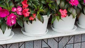 Florecen todo el año. Florecen todo el año.