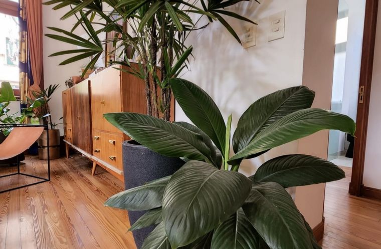 El espatifilo sensación es una planta que se utiliza mucho como ornamentación, por la belleza e impacto de sus hojas. Foto: Instagram @plantasomos