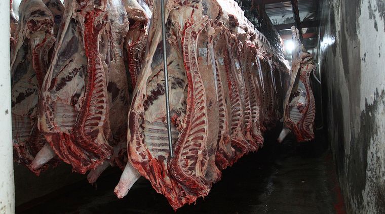 De continuar el alza en la exportación de carne, se podría alcanzar un récord histórico equivalente al 30% de la producción local. Foto: Pachy Reynoso/MDZ