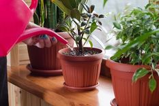 Con este fertilizante casero podrás sanar tus plantas del jardín. Foto: Shutterstock