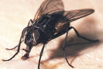 MDZol | Muchas moscas en todo el país Foto: Web