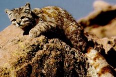 investigaran una especie en peligro de extincion en la laguna del diamante investigaran una especie en peligro de extincion en la laguna del diamante