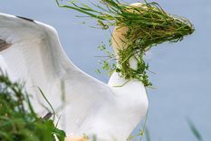 La foto titulada "Ahora, ¿en qué dirección está mi nido?" recibió una mención honorífica en el concurso.
