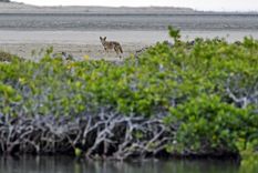 Los manglares cumplen un rol vital en el planeta Tierra. Foto: Efe.