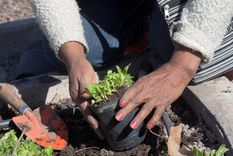 capital entrega gratis semillas para que armes tu propia huerta